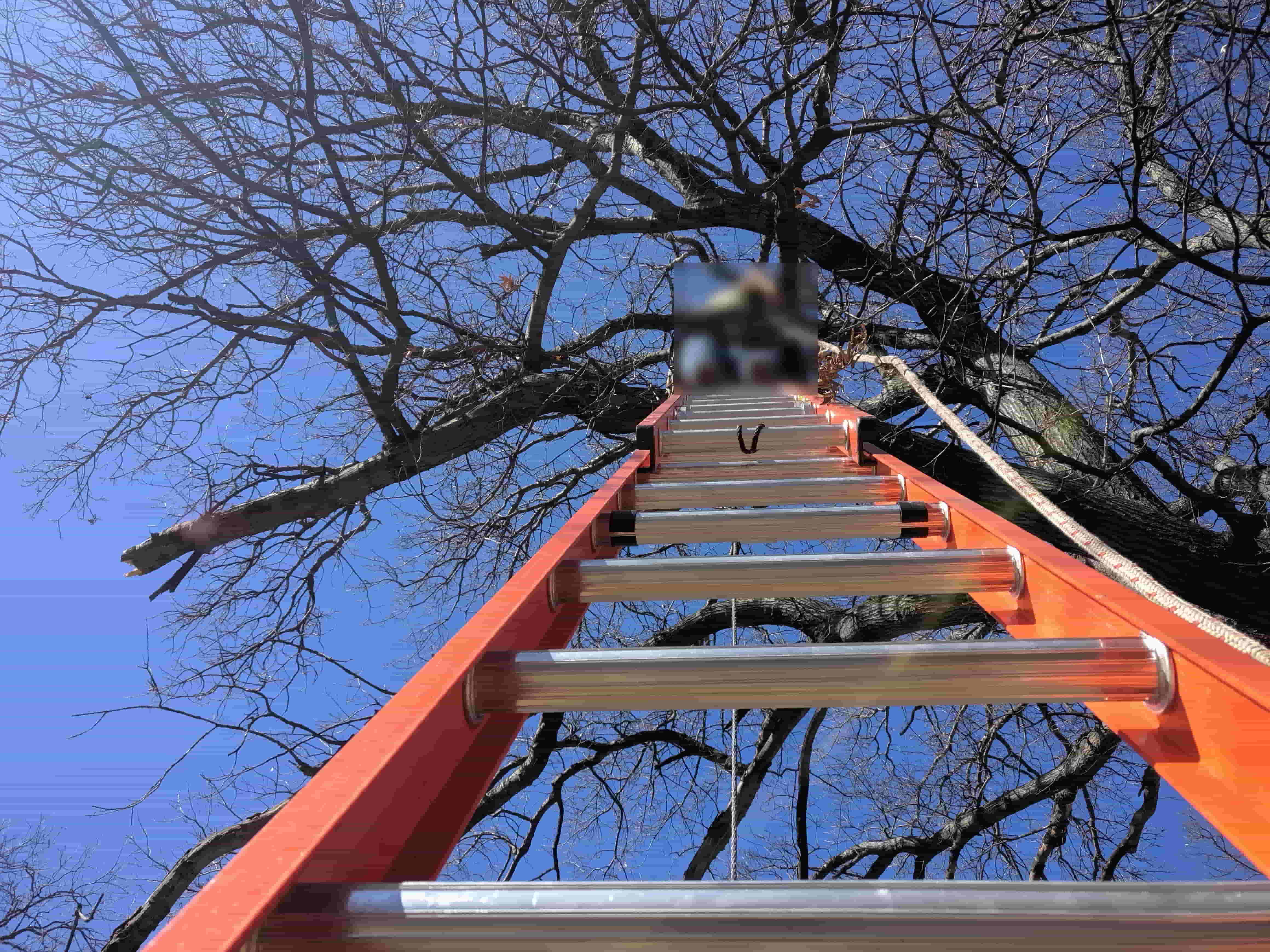 Tree Work