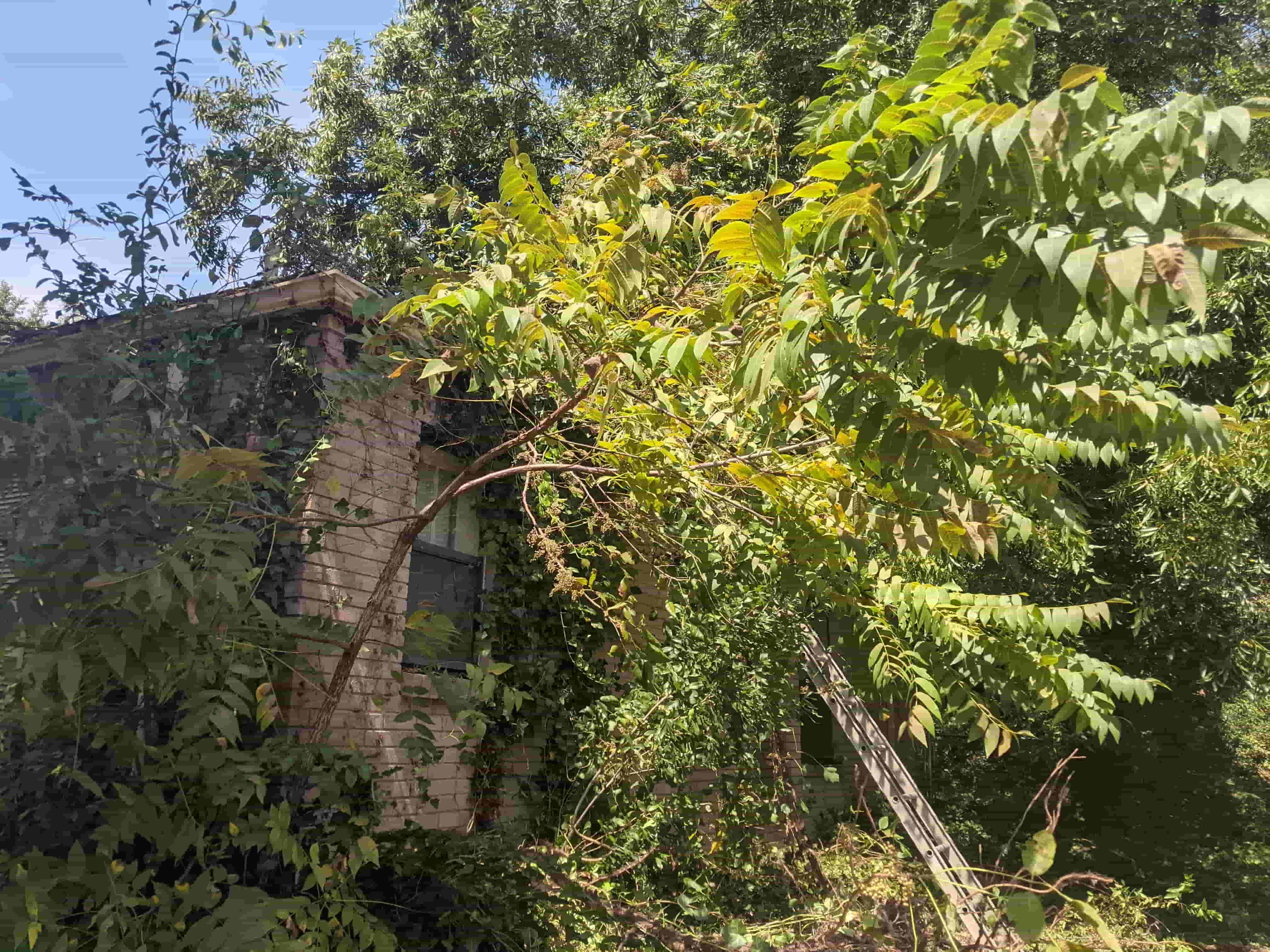 Storm Cleanup